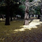Sony A7SII - Slow motion test - Setagaya Park, Tokyo December 2015